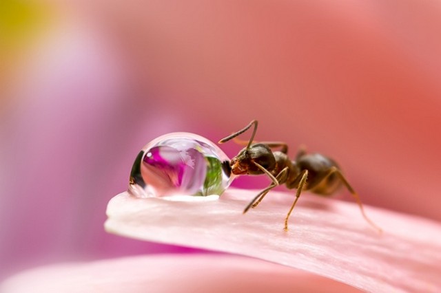 لحظه آب خوردن مورچه