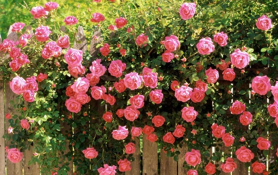احداث اولين گلخانه هیدروپونیک تولید گل رزهلندی در ارس