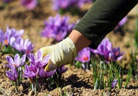 بیش از ۱۰۰ کیلوگرم زعفران مرغوب در استان اردبیل تولید شد