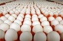 پیش‌بینی تولید بیش از 17 هزار تن تخم‌مرغ در سمنان