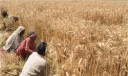 49 هزار هکتار از اراضی کشاورزی سمنان زیر کشت گندم و جو می‌رود