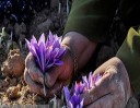 افزایش برداشت زعفران از مزارع شاهرود