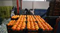 ذخیره‌سازی ۱۲۰۰ تن میوه شب عید در خراسان‌شمالی