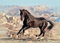 احیا صنعت اسب اصیل ترکمن خراسان شمالی