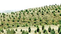 احیای دوباره جنگل‌های سمنان با کاشت ۳ میلیون درخت