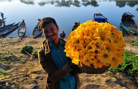 گل های چیده شده کشاورز بنگلادشی 