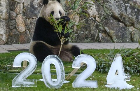 کادوی یخی سال نو میلادی برای پاندای باغ وحشی در ژاپن