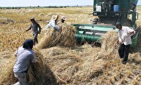 برداشت برنج معطر ایرانی همزمان با واردات برنج بی‌کیفیت خارجی