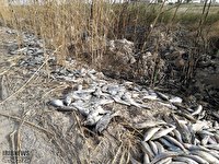 غرق شدن پرورش دهندگان ماهی خوزستان در دریای مشکلات