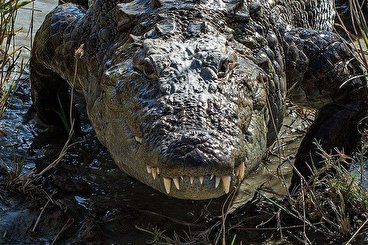 ماجرای وجود تمساح در دریاچه چیتگر!