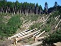 تخریب جنگل استان‌ها زیر سایه طرح توسعه زراعت چوب