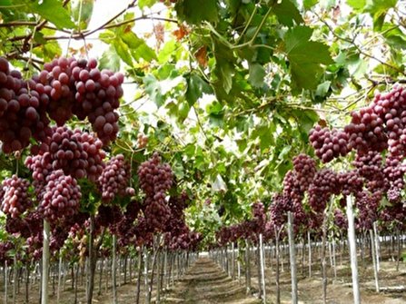 ۱۰۰ هکتار باغات ایستاده انگور در طرح فراز همدان ایجاد می‌شود