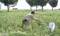 مبارزه با سن غلات در سطح ۱۱۲ هزار هکتار از اراضی کشاورزی استان قزوین