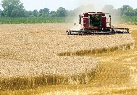 تولید گندم در لرستان به ۲۷۰ هزار تن رسید