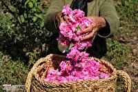 عطر جهادی «هریسک» تشنه را دشت گل محمدی کرد