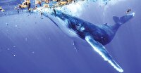 آیا نهنگ‌ها در برقراری ارتباط از الفبا استفاده می‌کنند؟