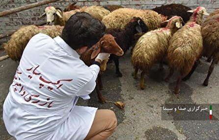 نظارت ۳۲ گروه بر نحوه ذبح دام عید قربان در لرستان