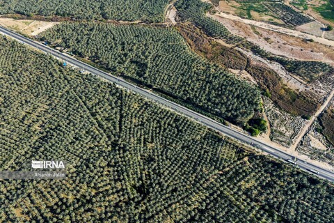 نخلستان‌ «آبپخش» در بوشهر طولانی‌ترین جاده نخلستانی در جنوب کشور