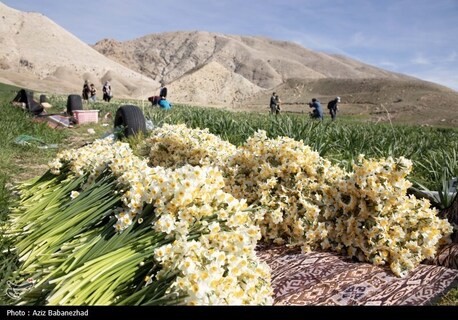 برداشت گل نرگس در شهرستان پلدختر