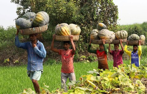 برداشت کدو تنبل از مزارع بنگلادش